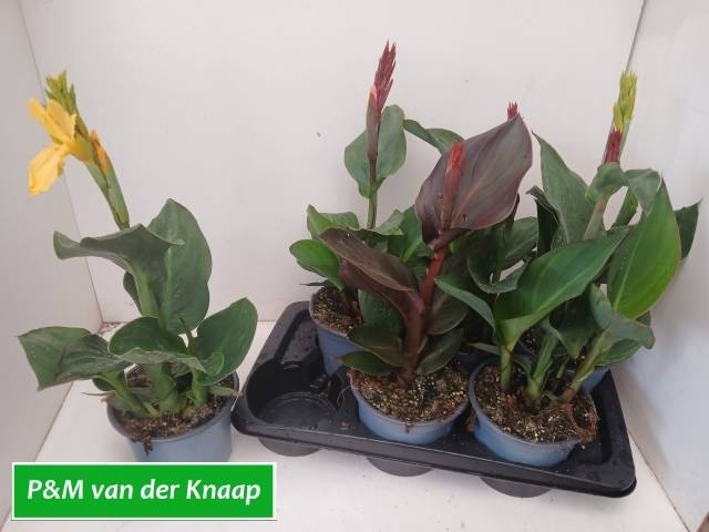 <h4>CANNA GEM</h4>