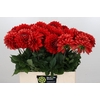 Dahlia Red Flag