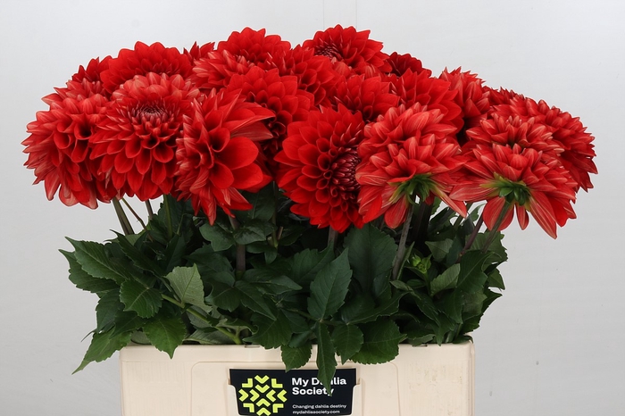 Dahlia Red Flag