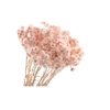 Immortelle Pink
