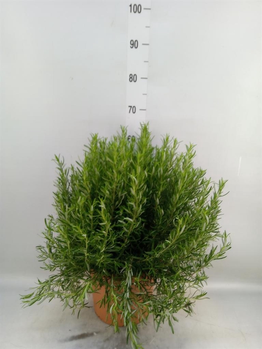 <h4>Rosmarinus offi.   ...</h4>
