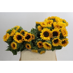 Helianthus Orange Fire