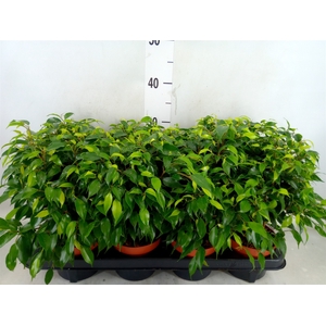 Ficus benja. 'Green Kinky'