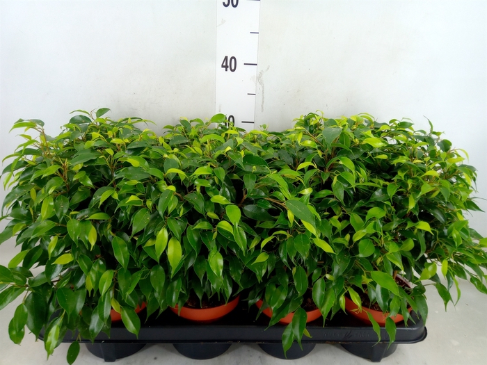<h4>Ficus benja. 'Green Kinky'</h4>
