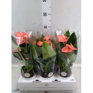 Anthurium andr. 'Livium Orange'