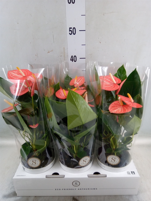 <h4>Anthurium andr. 'Livium Orange'</h4>