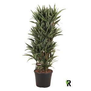 Dracaena frag. Warneckei vertakt XL