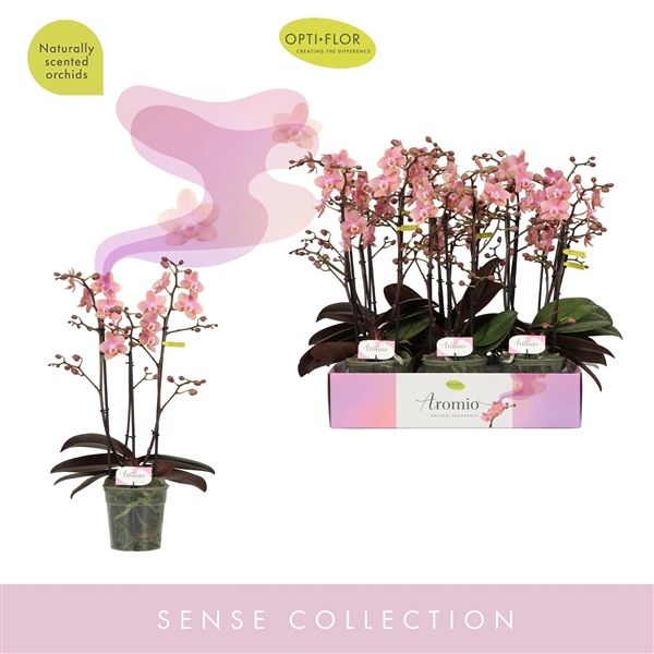 <h4>Aromio Sweet 3 spike</h4>