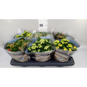 Kalanchoe blos. 'RoyalDon' ..mix