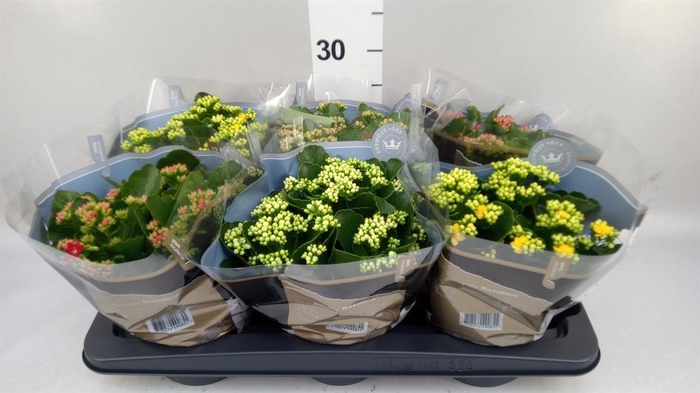 <h4>Kalanchoe blos. 'RoyalDon'   ..mix</h4>