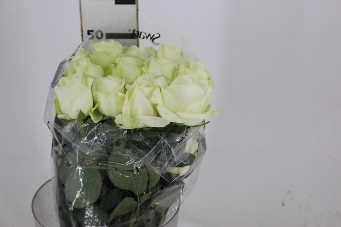 <h4>ROSA AVALANCHE 050 CM ESTUFA</h4>