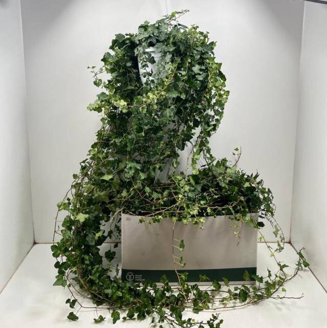 Hedera helix Wonder 24Ø 130cm