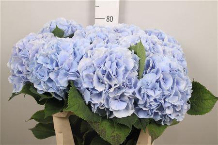 <h4>Hydr M Verena Bl</h4>