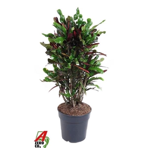 Codiaeum variegatum grootbladig 'Mammi'