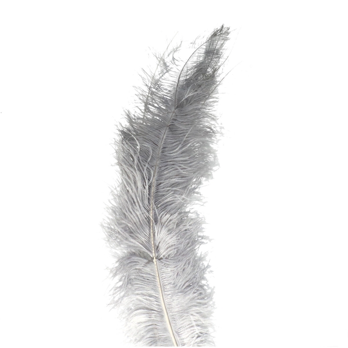 <h4>Feathers Ostrich 55cm x5</h4>