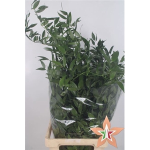 RUSCUS ACULEATUS BS