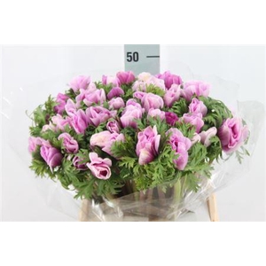 Anemone Mistral Super Lavender