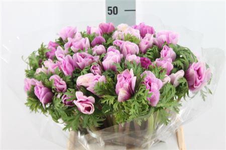 <h4>Anemone Mistral Super Lavender</h4>