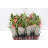 ANTHURIUM MINI MILLION FLOWERS P09
