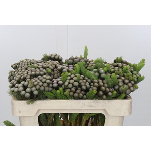 Kaaps Groen Albiflora