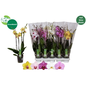 PHAL GEM