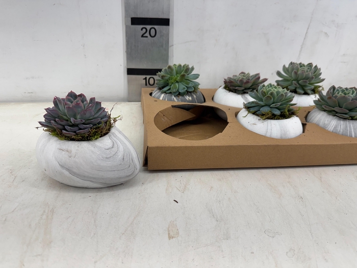 <h4>ARR SUCCULENTEN</h4>