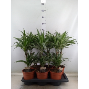 Dracaena fr de 'Warneckei'