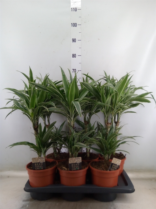 <h4>Dracaena fr de 'Warneckei'</h4>