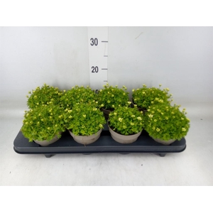 Saxifraga arend. 'Touran Limegreen'