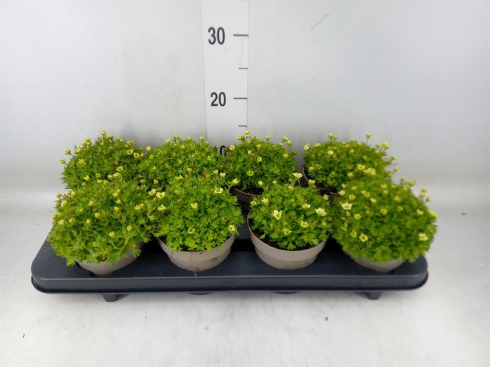<h4>Saxifraga arend. 'Touran Limegreen'</h4>