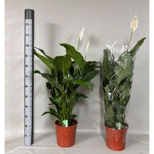 SPATH SWEET LAURETTA