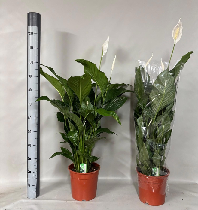 <h4>SPATH SWEET LAURETTA</h4>