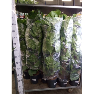 Monstera pertusum