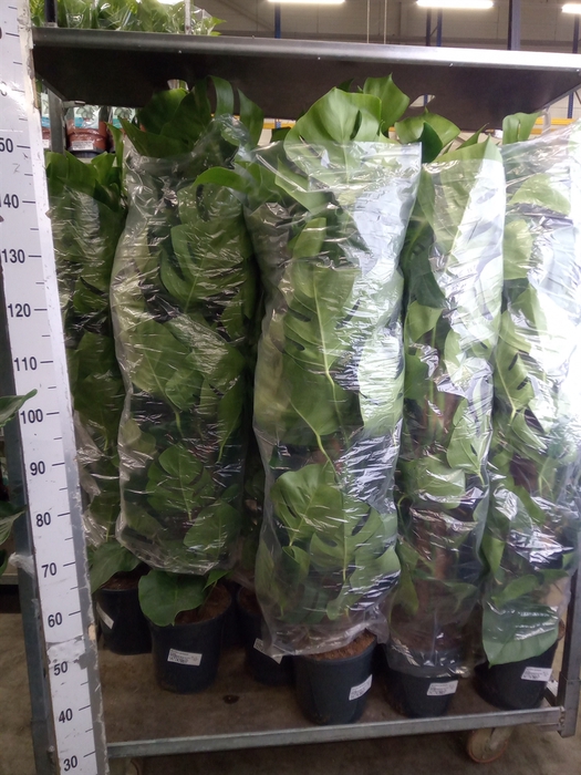 <h4>Monstera pertusum</h4>