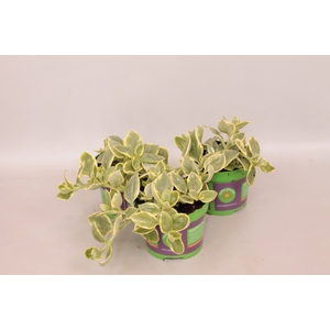 Aptenia cordfolia Mezoo