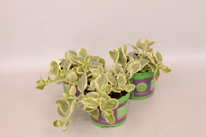 <h4>Aptenia cordfolia Mezoo</h4>