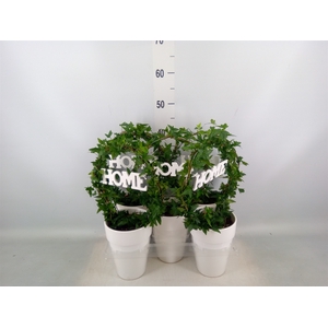 Hedera   ...green leafed