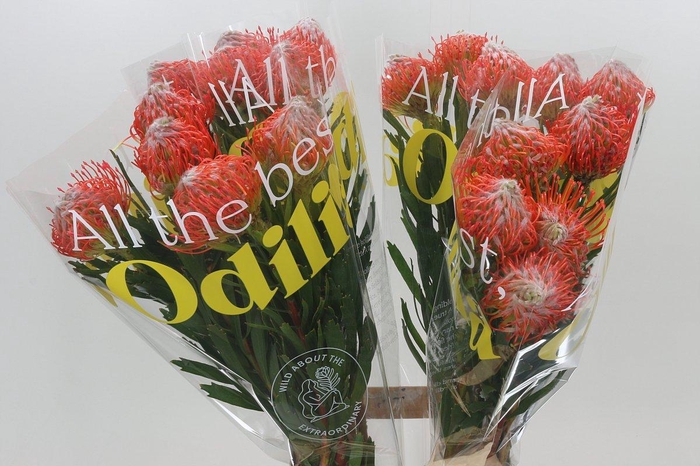 <h4>Nutans Tango</h4>