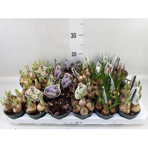 Flowerbulbs, corns or tubers   ...