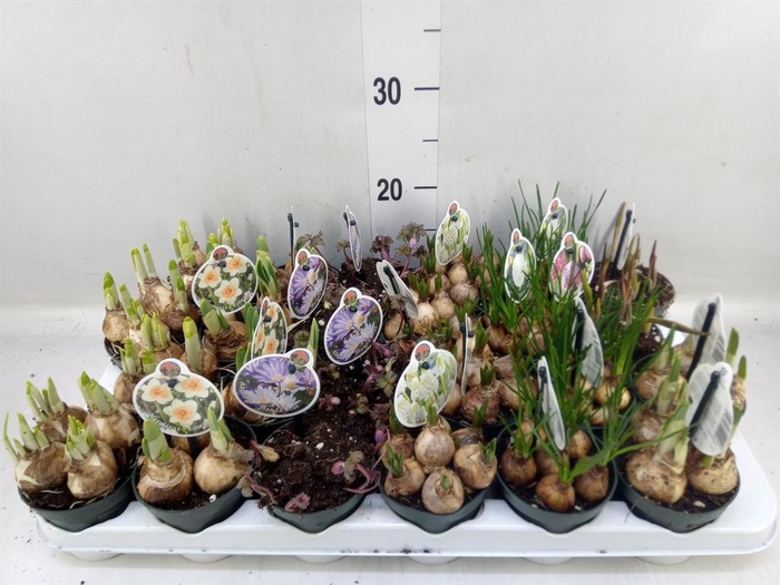 <h4>Flowerbulbs, corns or tubers   ...</h4>