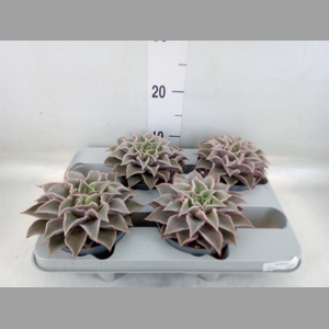 Echeveria   ...