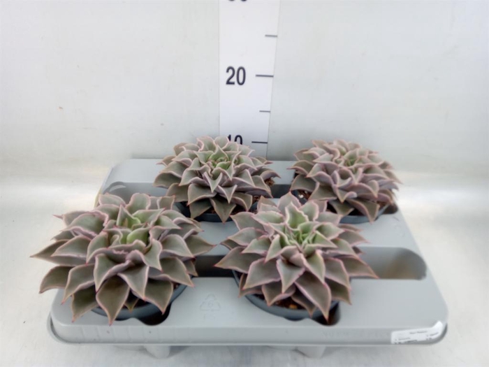 <h4>Echeveria   ...</h4>