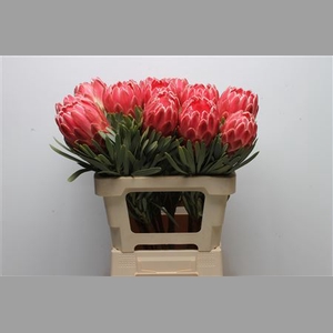 Protea Venus