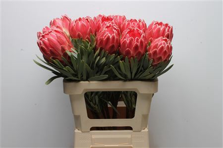 <h4>Protea Venus</h4>