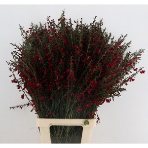 CYTISUS BOSKOOP RUBY