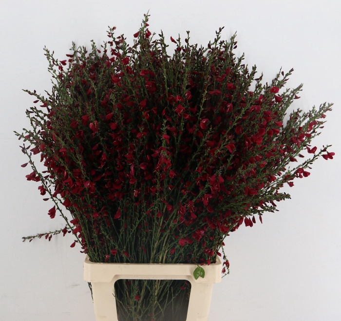 <h4>CYTISUS BOSKOOP RUBY</h4>
