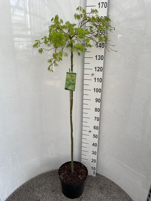 <h4>ACER PALM DISSECTUM</h4>