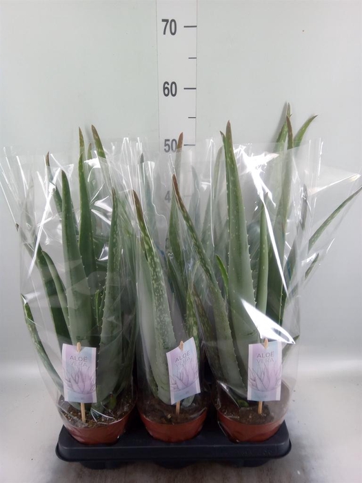 <h4>Aloe vera</h4>