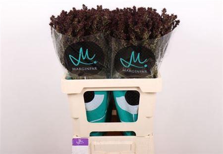 <h4>Phlox P Blind Lion</h4>