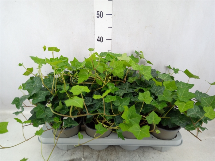 <h4>Hedera hibernica</h4>